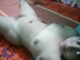 indian muslim girl nude showing tight body 010